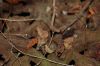 Hintergrund-Muster-100318-DSC_0256.JPG