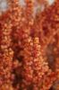 Hintergrund-Muster-100318-DSC_0282.JPG