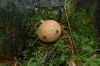 Niedersachsen-Lueneburger-Heide-110821-DSC_0031.JPG