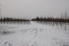 Niedersachsen-Baumschule-120129-DSC_0022.JPG