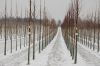 Niedersachsen-Baumschule-120129-DSC_0042.JPG