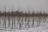 Niedersachsen-Baumschule-120129-DSC_0103.JPG