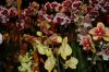 Orchideen-Schau-120331-DSC_0026.JPG