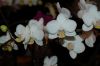 Orchideen-Schau-120331-DSC_0034.JPG