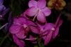 Orchideen-Schau-120331-DSC_0036.JPG