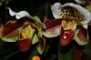 Orchideen-Schau-120331-DSC_0037.JPG