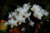 Orchideen-Schau-120331-DSC_0038.JPG