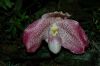 Orchideen-Schau-120331-DSC_0059.JPG