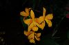 Orchideen-Schau-120331-DSC_0066.JPG
