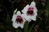 Orchideen-Schau-120331-DSC_0072.JPG