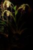Orchideen-Schau-120331-DSC_0080.JPG