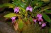 Orchideen-Schau-120331-DSC_0102.JPG