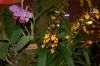 Orchideen-Schau-120331-DSC_0105.JPG