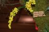 Orchideen-Schau-120331-DSC_0113.JPG