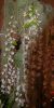 Orchideen-Schau-120331-DSC_0228.JPG