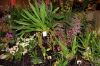 Orchideen-Schau-120331-DSC_0241.JPG