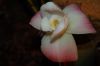 Orchideen-Schau-120331-DSC_0338.JPG