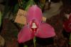 Orchideen-Schau-120331-DSC_0342.JPG