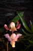 Orchideen-Schau-120331-DSC_0393.JPG
