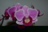 Orchidee-Phalaenopsis-090619-DSC_0017.JPG