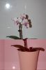Orchidee-Phalaenopsis-090818-DSC_0164.JPG
