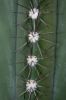 Berlin-Botanischer-Garten-110925-DSC_0294.JPG