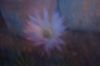 Echinopsis-070806-DSC_0184.JPG