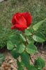 Rosen-120901-DSC_0482.JPG