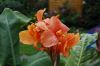 Canna-Indisches-Blumenrohr-080808-DSC_0013.JPG