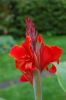 Canna-Indisches-Blumenrohr-080808-DSC_0311.JPG