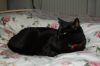 Katze-Tierchen-DSC_0144.JPG