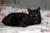 Katze-Tierchen-DSC_0145.JPG