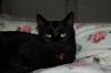 Katze-Tierchen-DSC_0148.JPG
