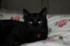 Katze-Tierchen-DSC_0148.JPG