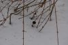 Winter-2011-DSC_0071.jpg