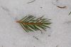 Winter-2011-DSC_0076.jpg