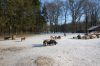 Wildpark-Harburg-120205-DSC_0191.JPG