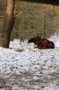 Wildpark-Harburg-120205-DSC_0295.JPG